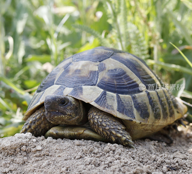 赫尔曼的（Testudo Hermanni）